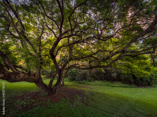 Backlit Jacaranda Trees in Afternoon Light