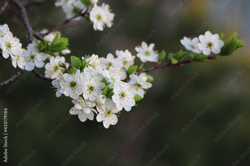 Cherry blossom in spring garden on blurred background. White flowers with leaves on a branch