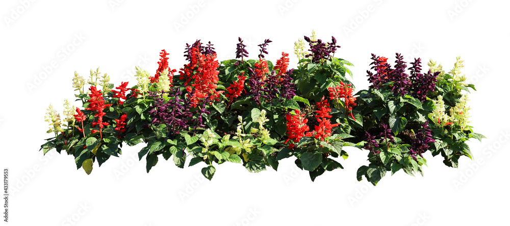 Flower bush tree isolated tropical plant with clipping path.