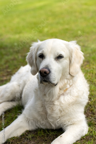 beautiful golden retriever on green grass in garden