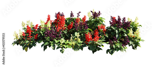 Flower bush tree isolated tropical plant with clipping path.