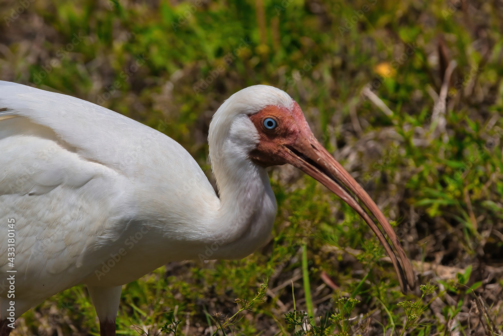 Fototapeta premium Ibis birds in Indialantic Florida