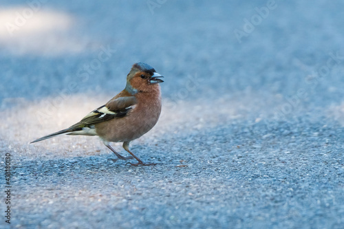 A Male Chaffinch Walking on the Sidewalk in Search for Its Mate