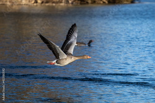 The flying greylag goose  Anser anser is a species of large goose