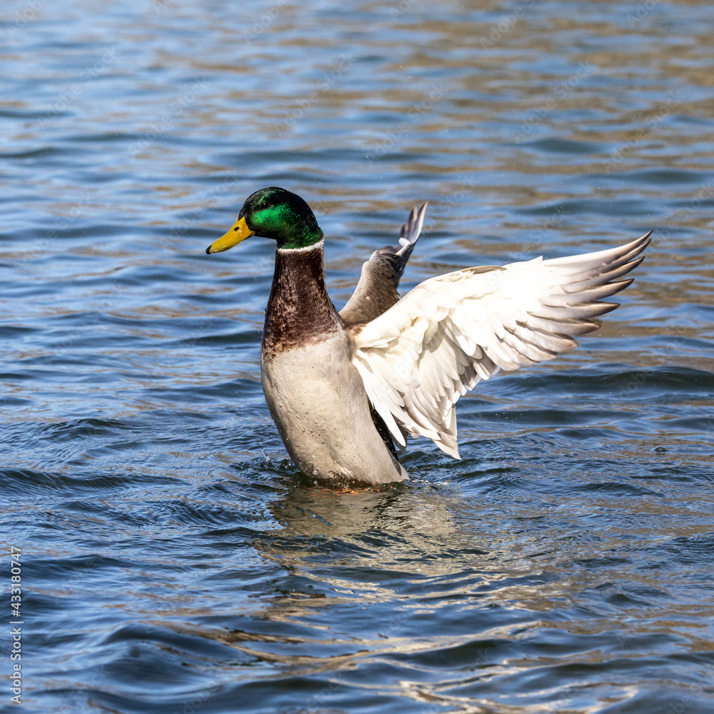 Fototapeta premium Wild duck or mallard, Anas platyrhynchos swimming in a lake in Munich, Germany
