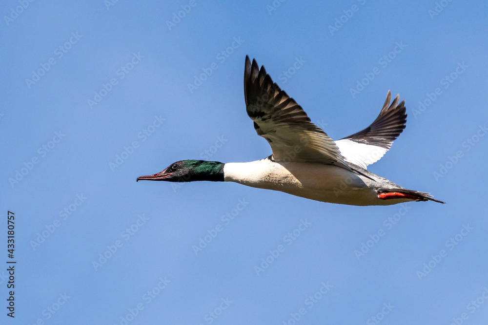 Naklejka premium Common Merganser, Goosander, Mergus merganser, flying over a lake in Munich, Germany