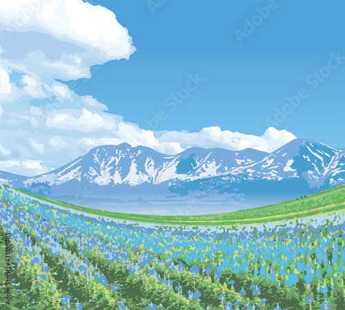 北海道の花畑と青空