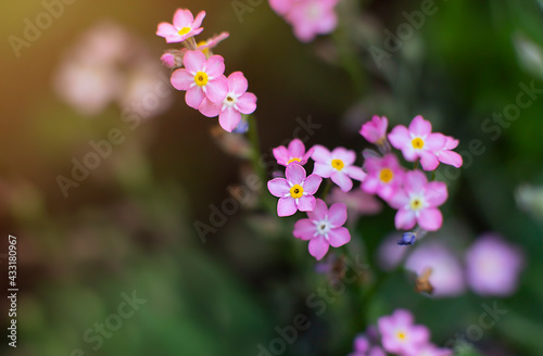 Pink forget-me-not flowers close up in sun flare. Nature background