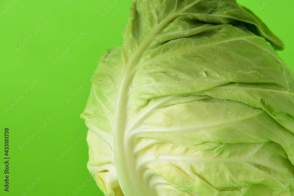 Fototapeta premium Green cabbage isolated on green background