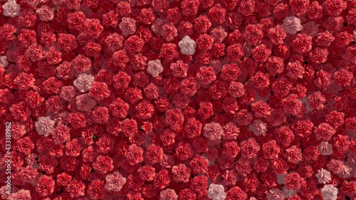 Beautiful Flowers arranged to create a Vibrant wall. Pink, Colorful Background formed from Romantic Carnations. 3D Render