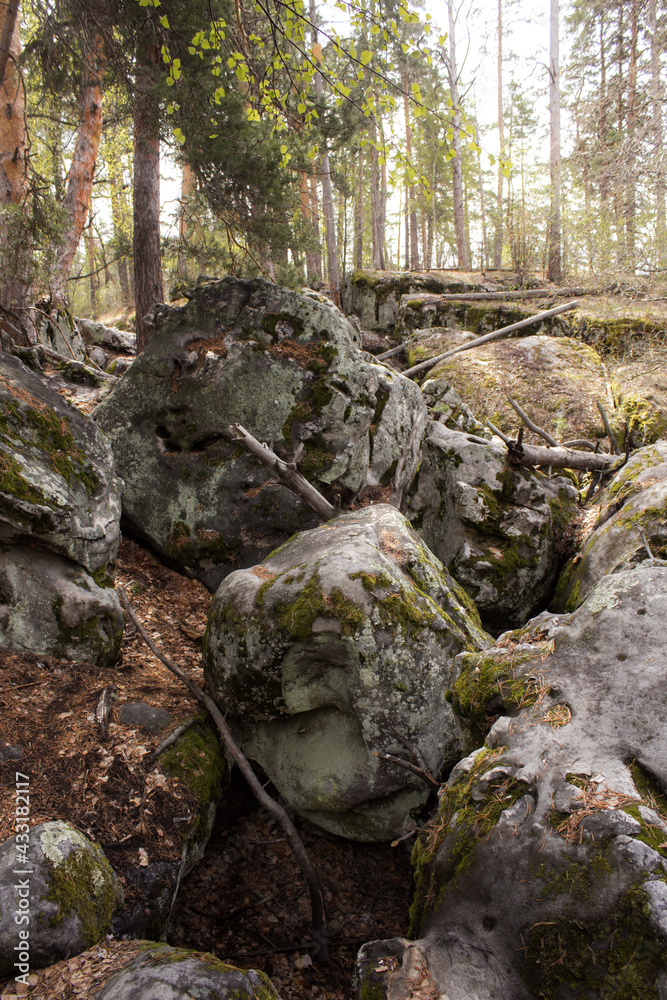 Beautiful view of huge pine trees in a forest with moss covered boulders. Rachaiskiy Alps, Samara Beautiful view of huge pine trees in a forest with moss covered boulders. Rachaiskiy Alps, Samara