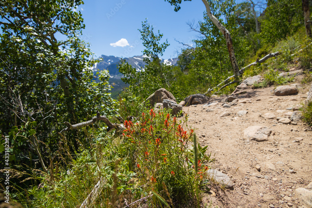 Hiking trail with Indian Paintbrushes and Rocky Mountains mountain range in background Hiking trail with Indian Paintbrushes and Rocky Mountains mountain range in background