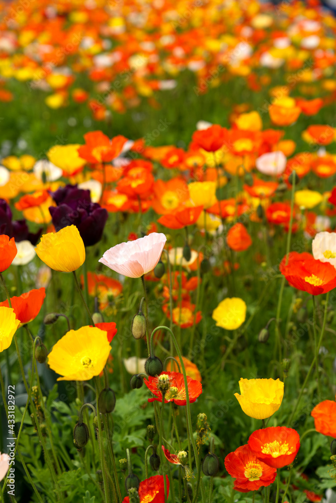 Beautiful field of colorful flowers like tulips and poppies (papaver rhoeas) at City of Zurich. Photo taken May 11th, 2021, Zurich, Switzerland. Beautiful field of colorful flowers like tulips and poppies (papaver rhoeas) at City of Zurich. Photo taken May 11th, 2021, Zurich, Switzerland.