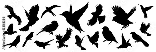 Detailed bird black silhouettes of different kind