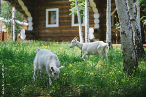 Two white goats graze in a meadow in the village near wooden house