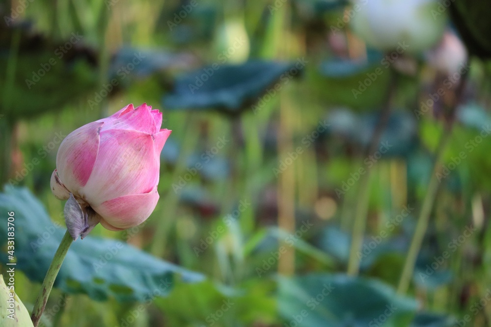 Beautiful pink lotus buds in an outdoor lake Selectable focus, blurred background Beautiful pink lotus buds in an outdoor lake Selectable focus, blurred background