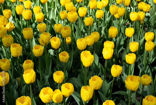 Blooming spring yellow tulips on blurred front and back background. Soft selective focus