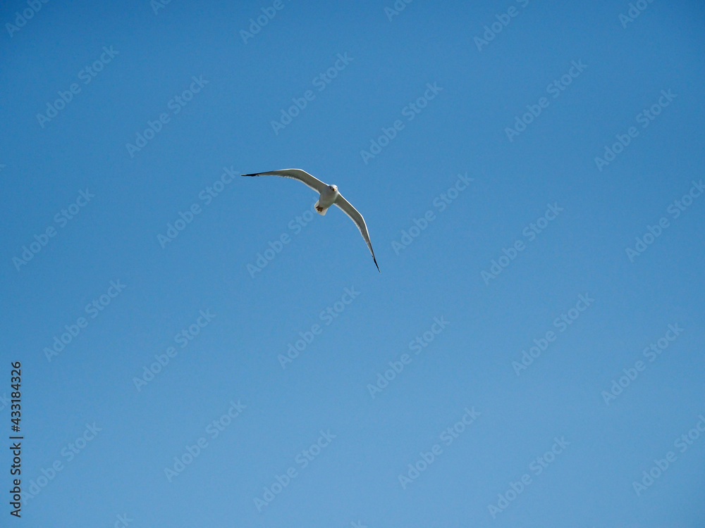 Greece Crete Island seagull in the sly Greece Crete Island seagull in the sly