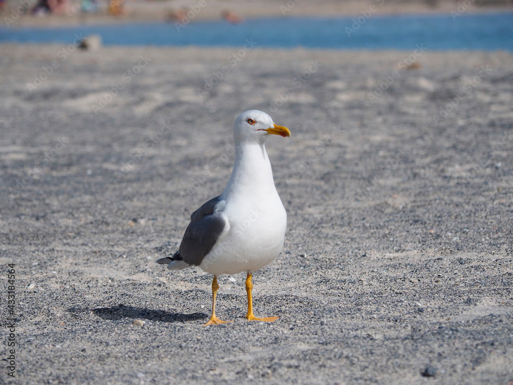 Fototapeta premium Greece Crete Island Elafonissi Beach seagull on the beach
