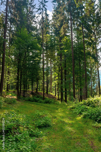 mixed forest on the sunny summer day. grassy ground in dappled light. freshness of the carpathian woods