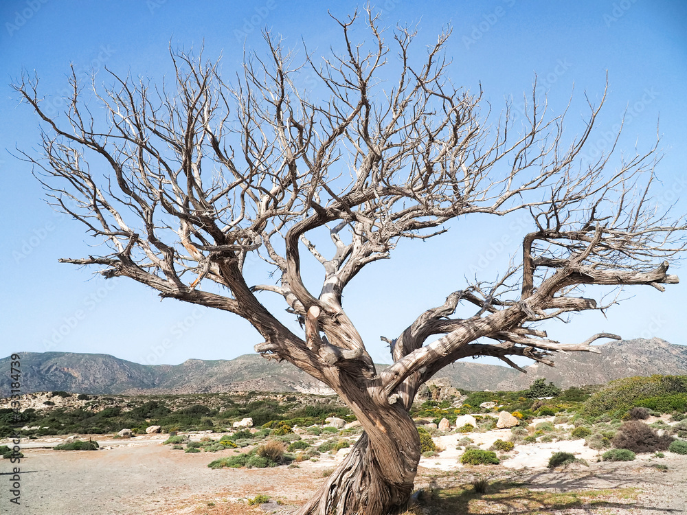 Greece Crete Island Elafonissi Beach tree Greece Crete Island Elafonissi Beach tree
