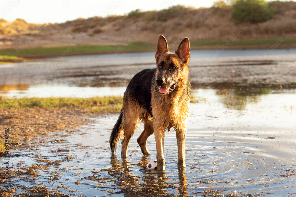 german shepherd dog german shepherd dog