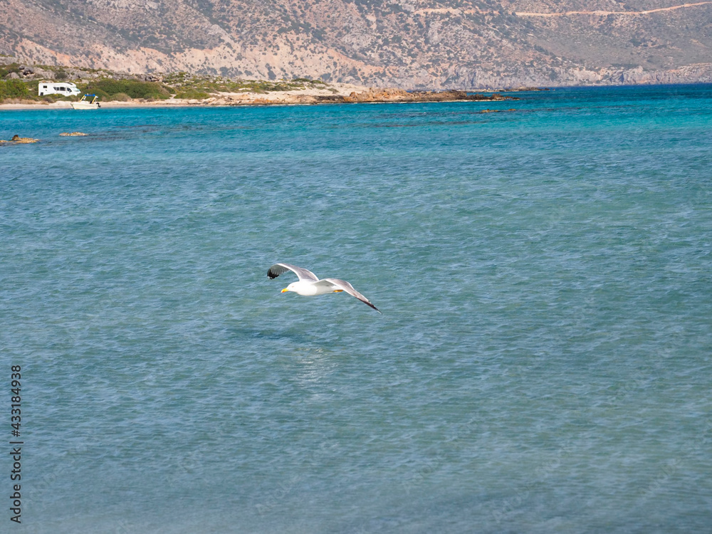 Greece Crete Island seagull on the beach
