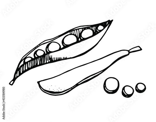  peas, drawn with a pen, black outline with hatching