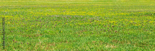 Spring flowering wildflower in nature, red wild flower fritillaria montana on meadow, colorful plants as beautiful floral natural background