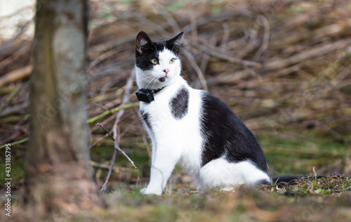 Small cat wearing gps tracker outdoors