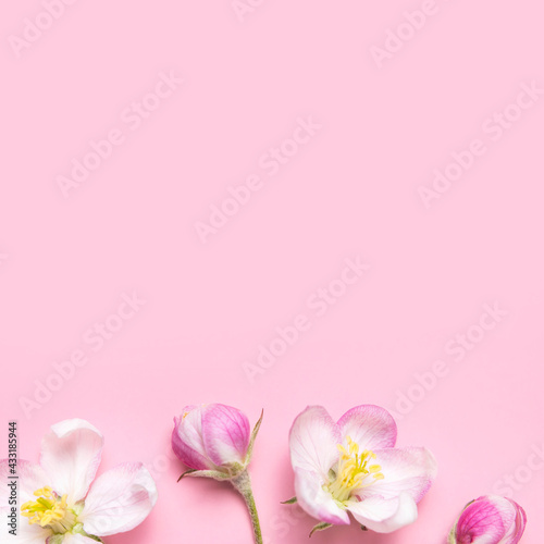 Spring background. Beautiful delicate fresh spring flowers and buds of apple tree on pink background flat lay top view. Springtime nature concept. Bloom, inflorescence, flowering © olgaarkhipenko
