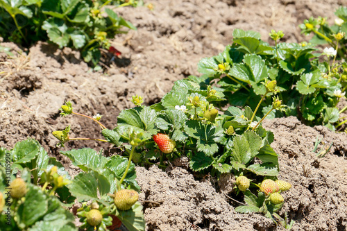 Organic strawberry plantations on land. They are still on your plants and have just been watered.