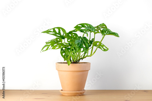 Monstera Monkey Mask or obliqua or Adansonii in a clay terracotta flower pot stands on a white background.