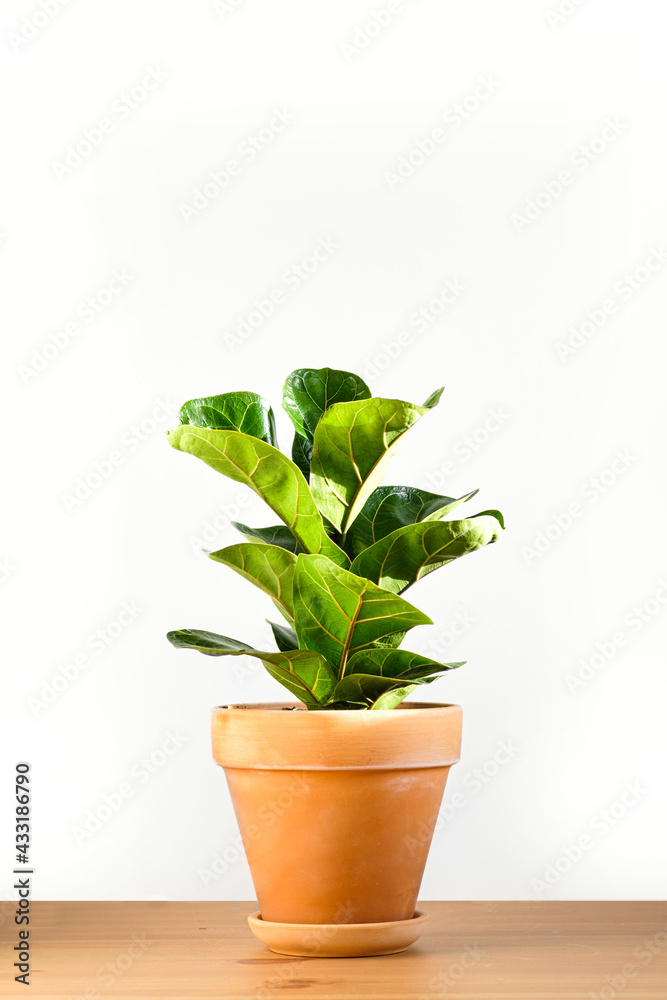 Ficus lyrata in a clay terracotta flower pot stands on a wooden table on a white background. Ficus lyrata in a clay terracotta flower pot stands on a wooden table on a white background.