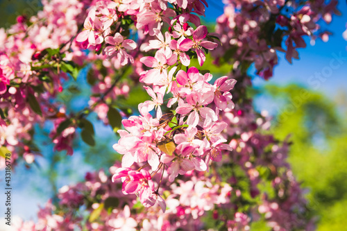 Pink apple blossom in spring time for postcard or banner. Nature background. Soft focus. Beautiful floral spring abstract background of nature © decorator