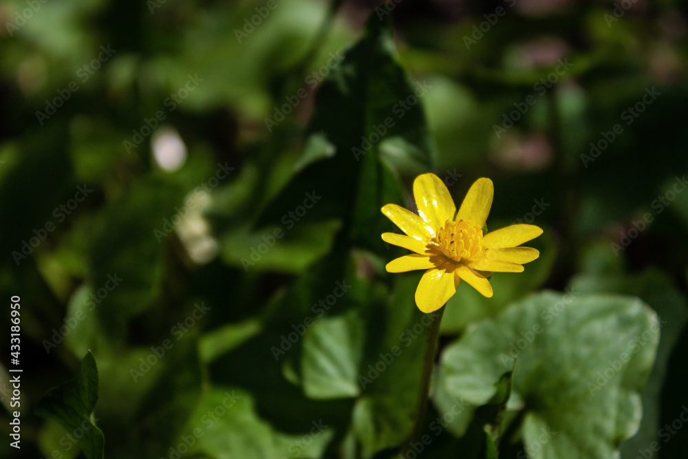 Obraz premium Yellow little flower against the background of green grass and leaves