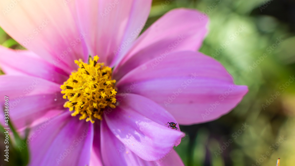 Close up of cosmos flower and small bug on a petal. Nature background with selected soft focus