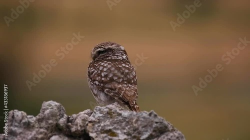 Little owl (Athene noctua) in Montgai, Lleida, Catalonia, Spain photo