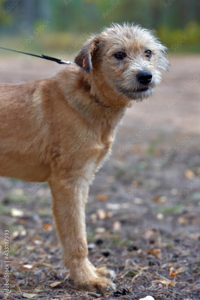brown dog mestizo terrier at animal shelter brown dog mestizo terrier at animal shelter