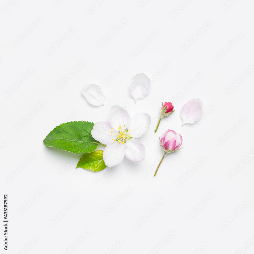 Fototapeta premium Beautiful delicate fresh spring flowers, buds, green leaves of apple tree on white background top view. Spring background flat lay. Springtime nature concept. Bloom, inflorescence, flowering