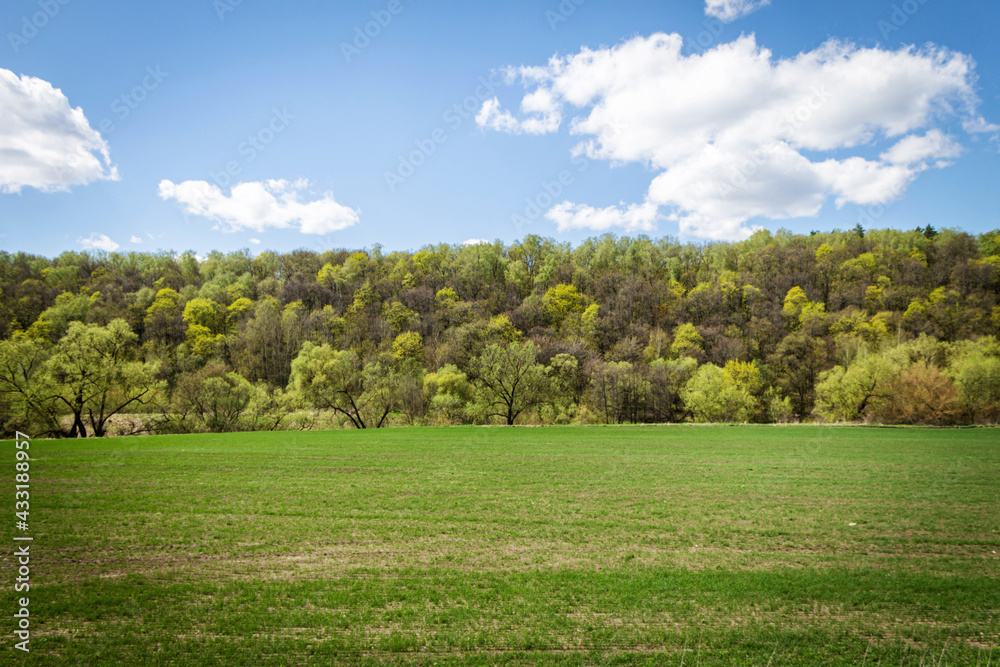 Sunny summer day. A green field in front of the forest. Blue sky with clouds. Sunny summer day. A green field in front of the forest. Blue sky with clouds.