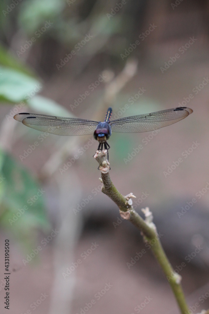 dragonfly on a leaf dragonfly on a leaf