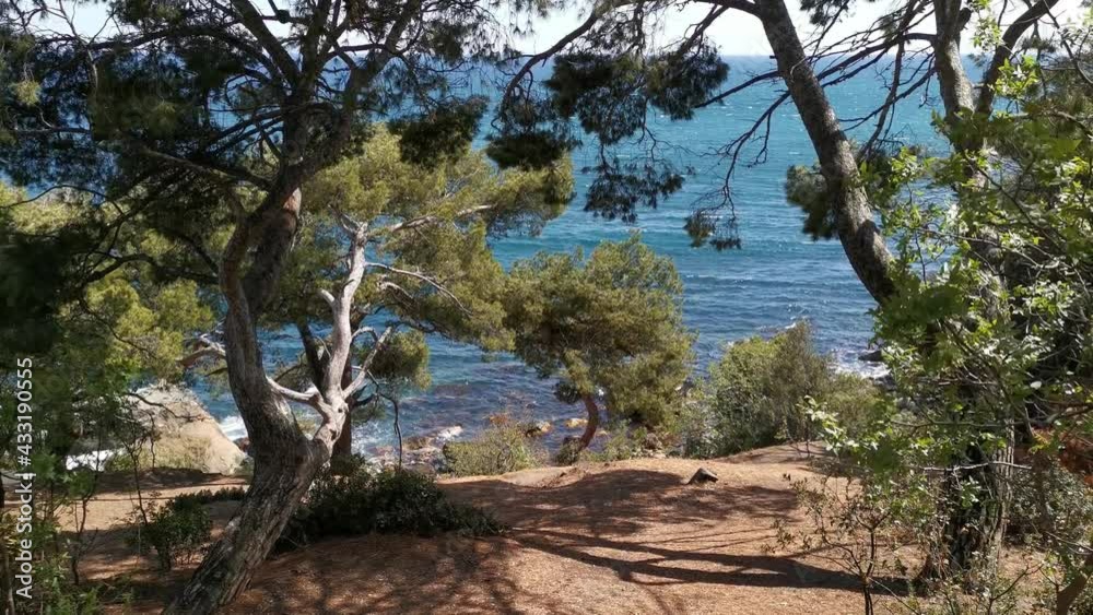 View through the trees to the beautiful blue sea. Summer landscape without people. Strong wind sways the trees, bright sun and turquoise clear water.The concept of unity with nature, enjoyment, travel
