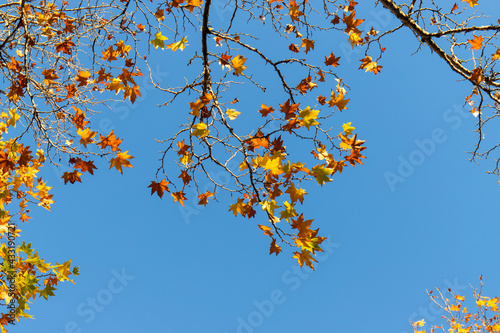 Yellow maple leaves on tree branches on blue sky.