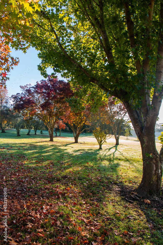 Tree in the park with green and red leaves.