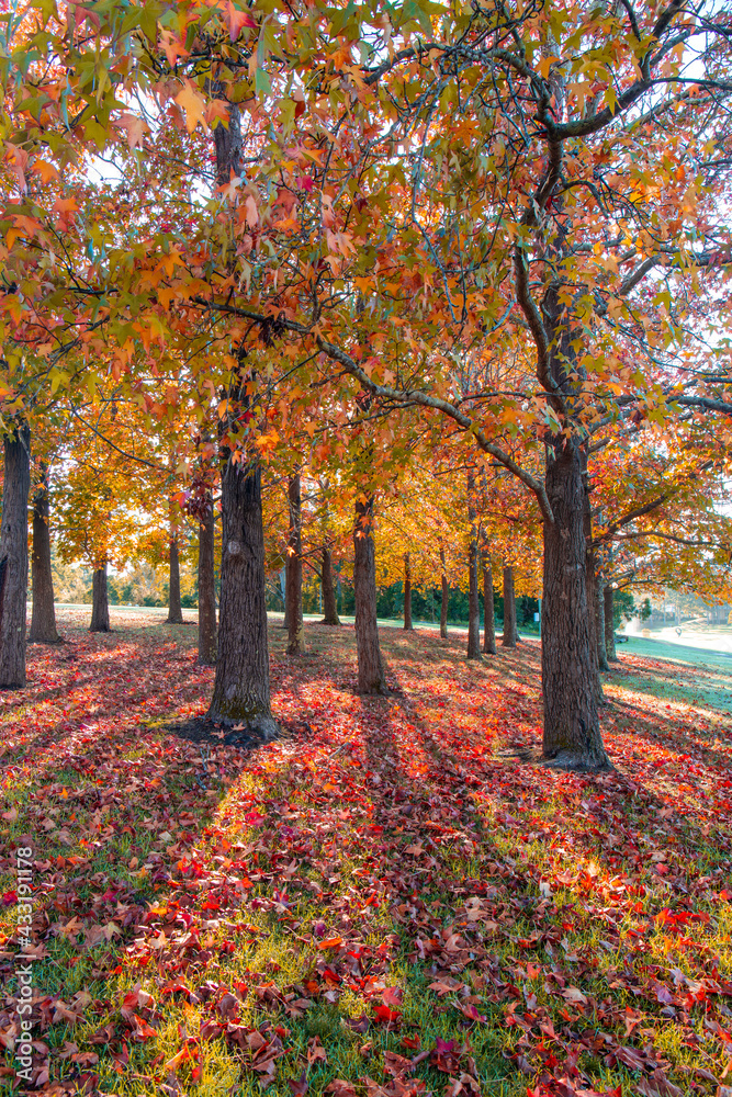 Morning light on orange coloured tree during autumn.