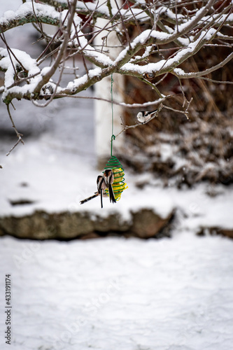 Birdfeeding in the winter