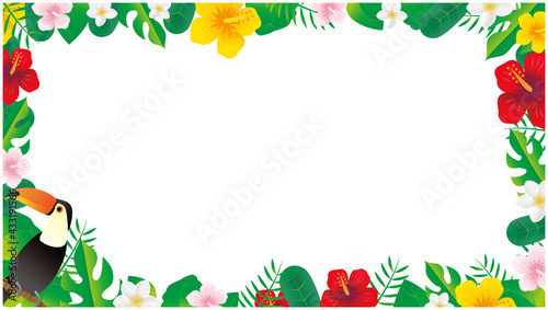 ハイビスカス　南国 　熱帯　植物