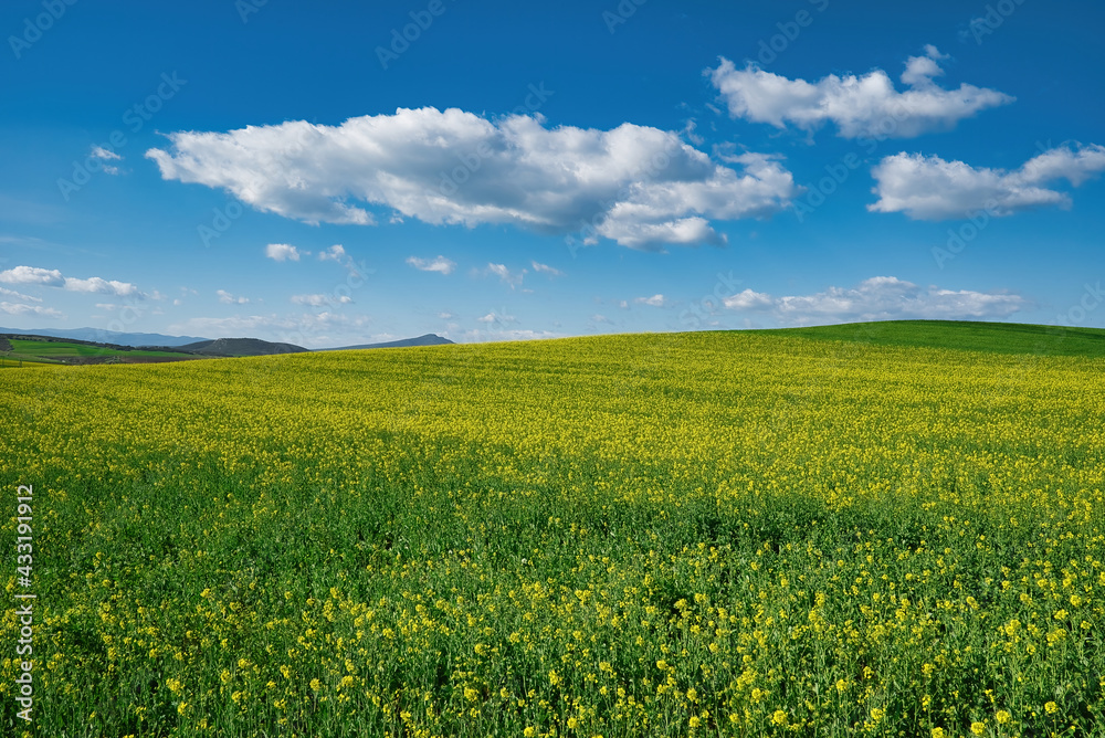 Blooming canola field. Rape on the field in summer. Bright Yellow rapeseed oil. Flowering rapeseed. with blue sky and clouds. Agriculture . Blooming canola field. Rape on the field in summer. Bright Yellow rapeseed oil. Flowering rapeseed. with blue sky and clouds. Agriculture .