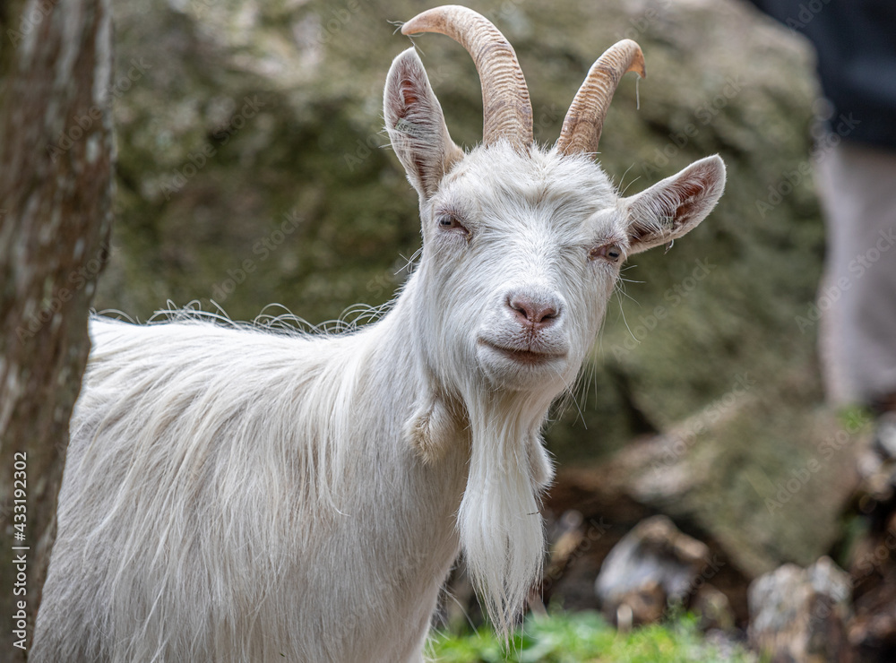 A White Goat looking into the Camera A White Goat looking into the Camera